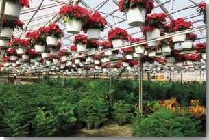 Greenhouse interior